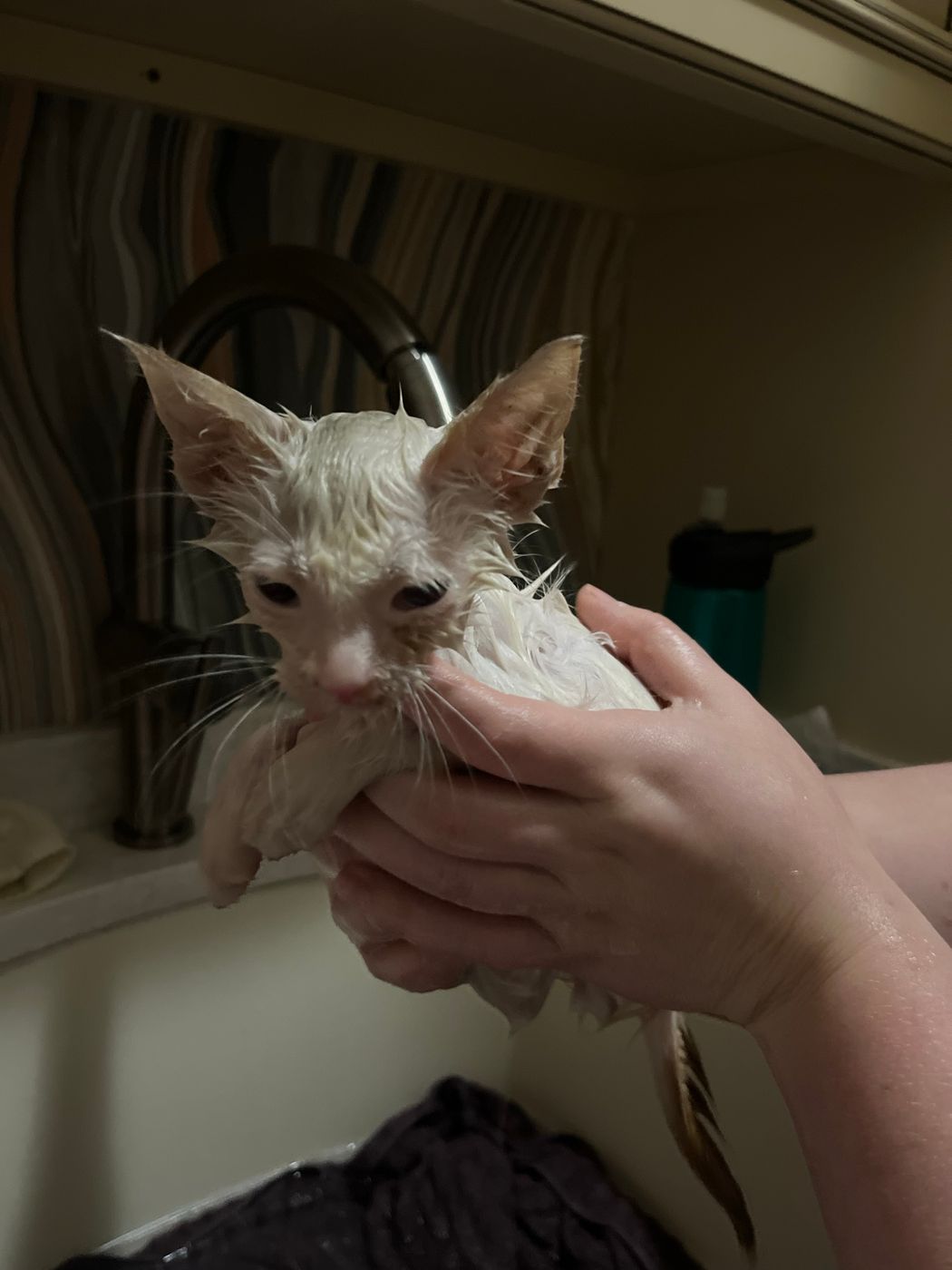 A personal pet archive photograph