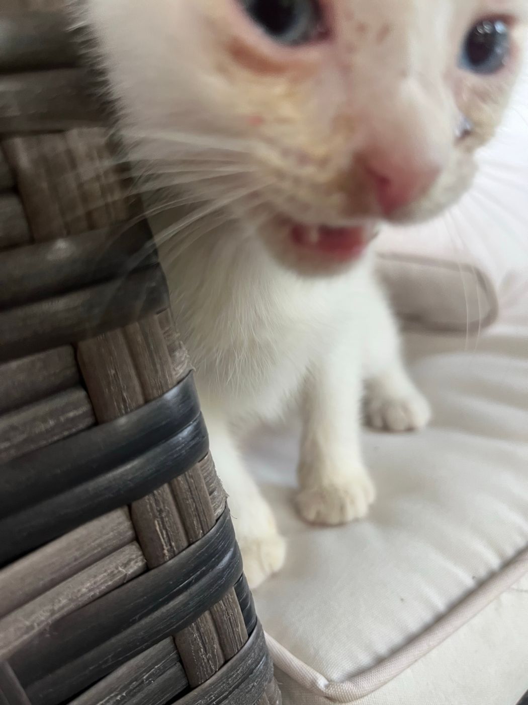 Pet photo 2