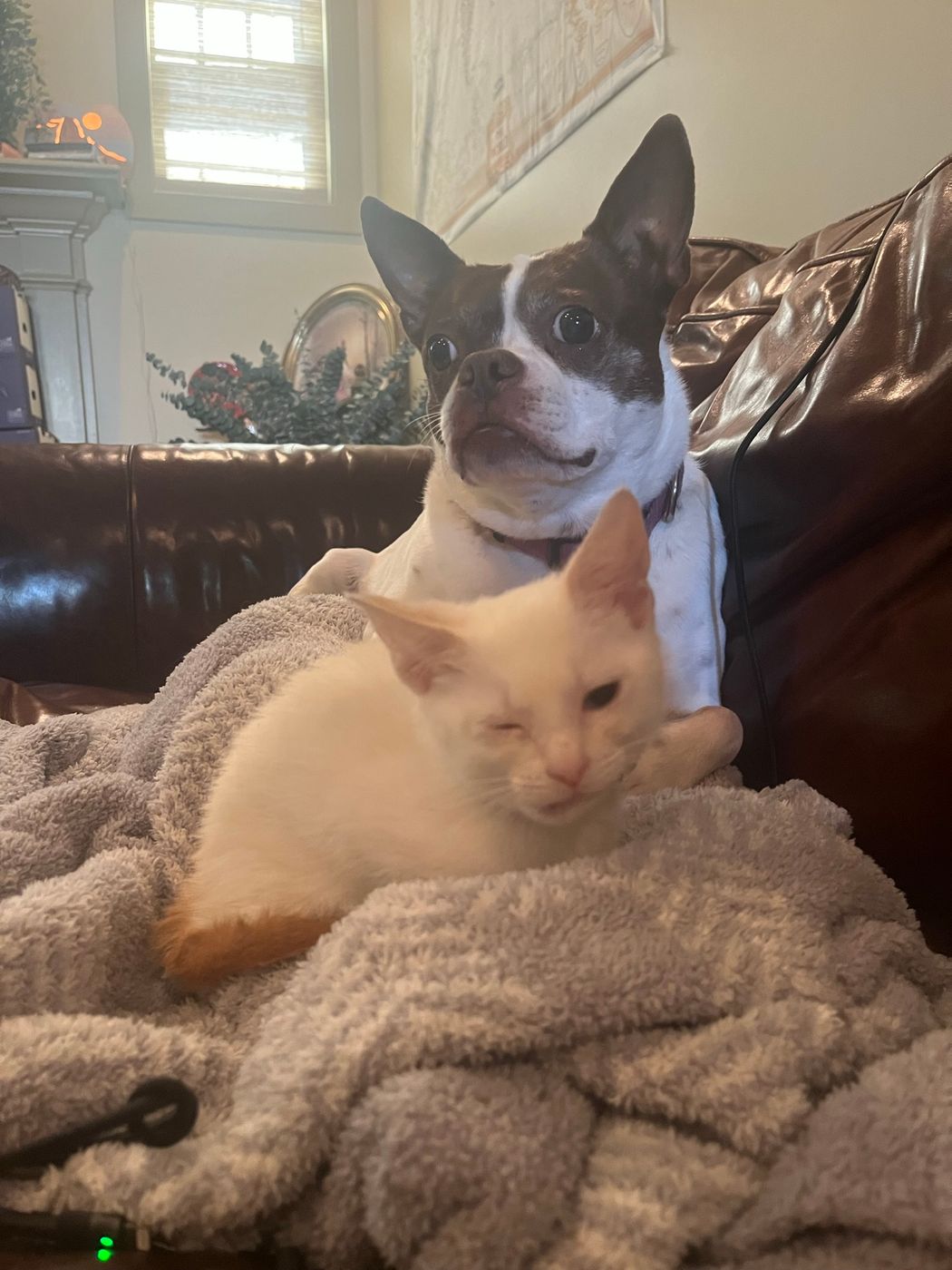 Pet photo 3
