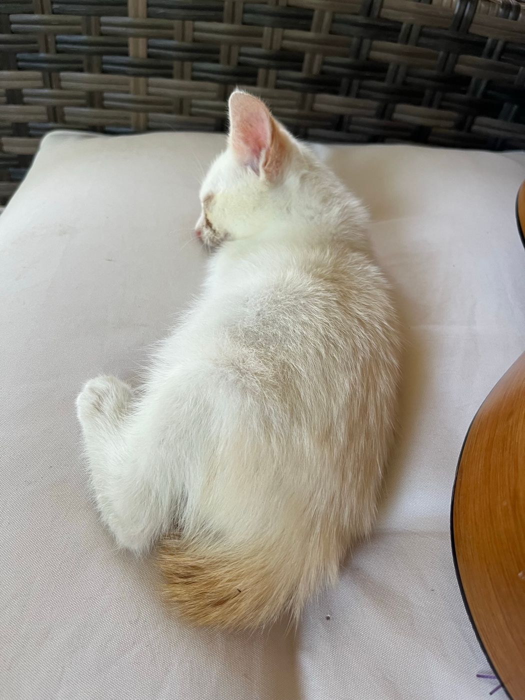 Pet photo 5