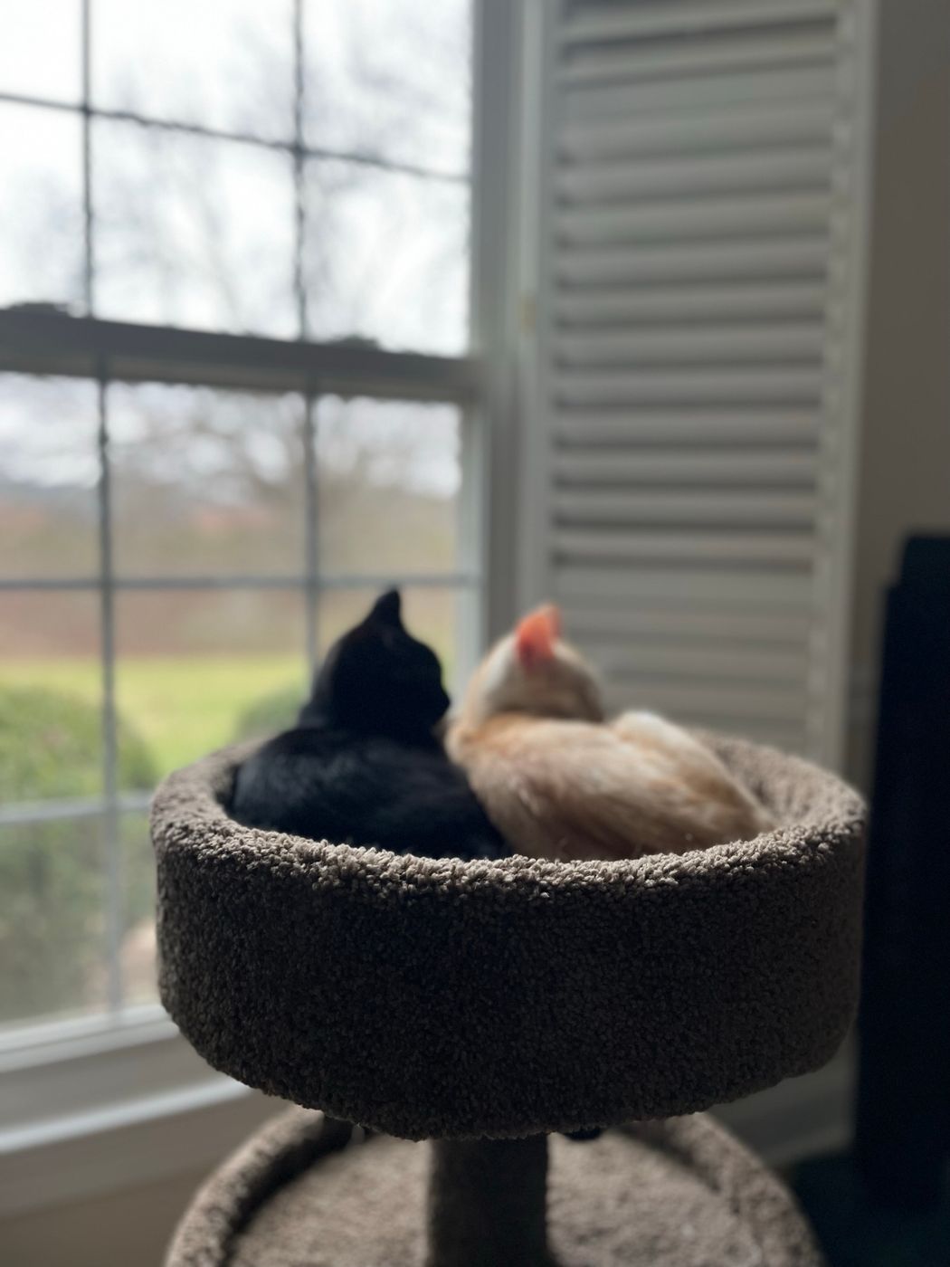 Pet photo 8