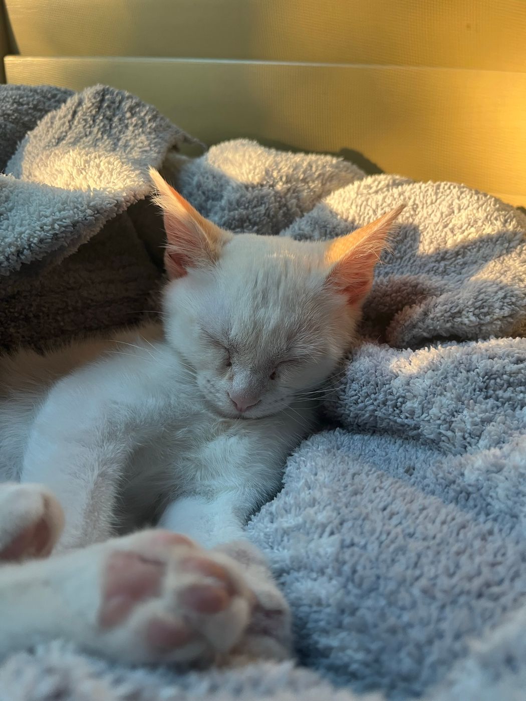 Pet photo 9