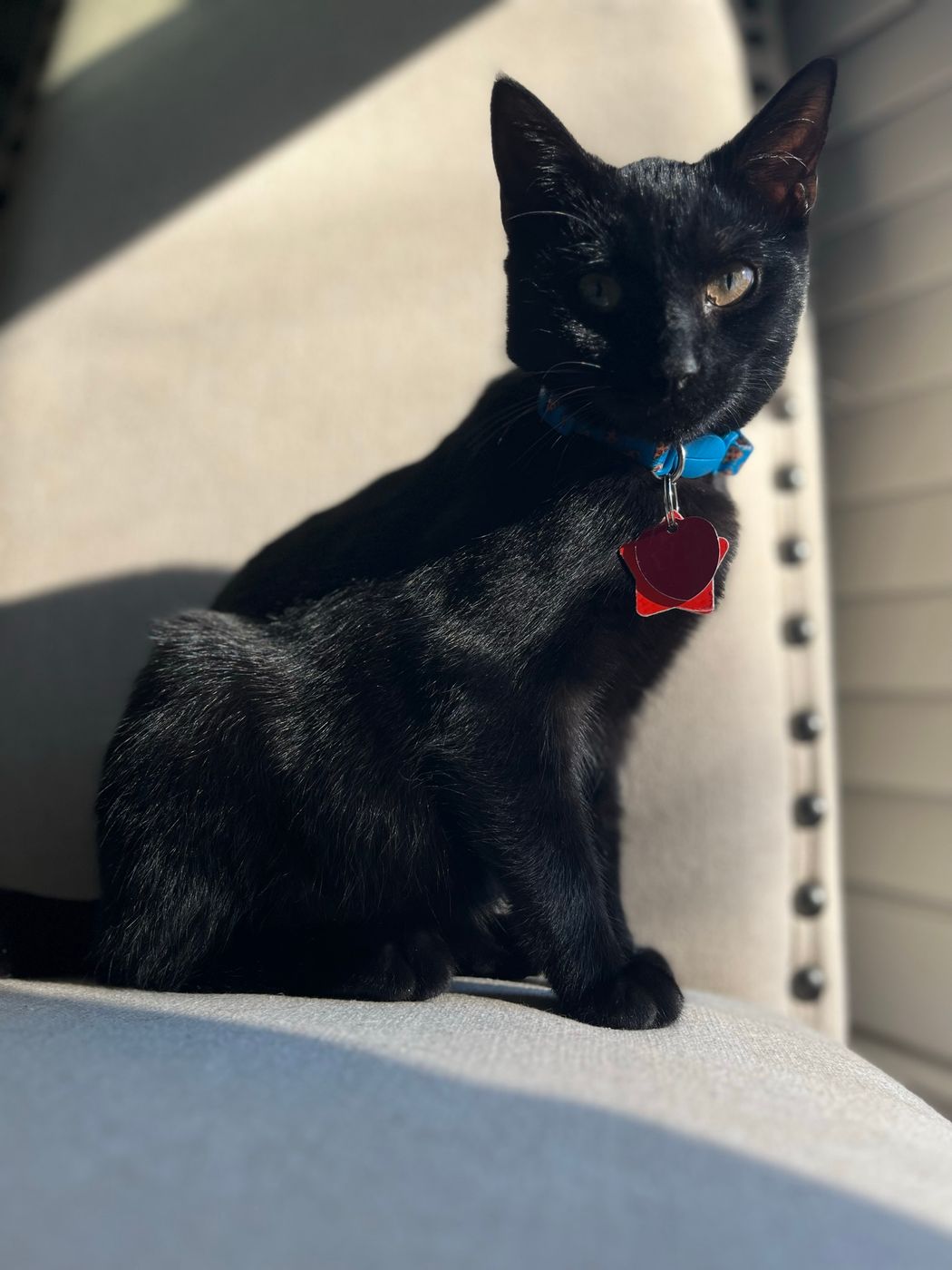 Pet photo 10