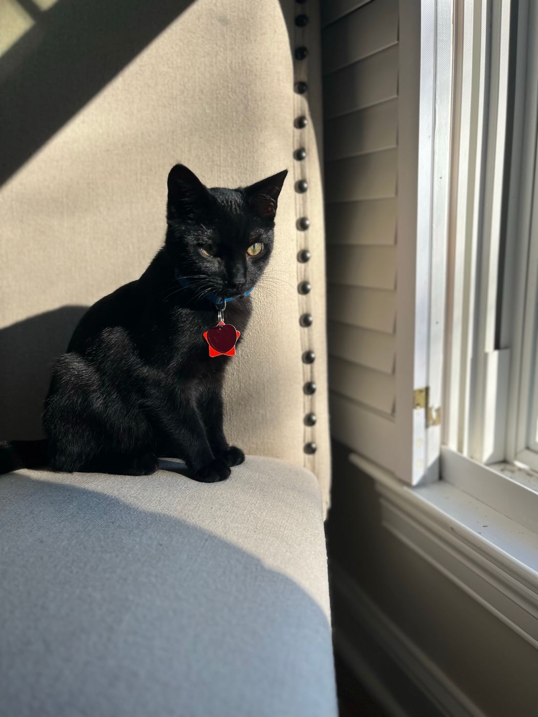 Pet photo 11