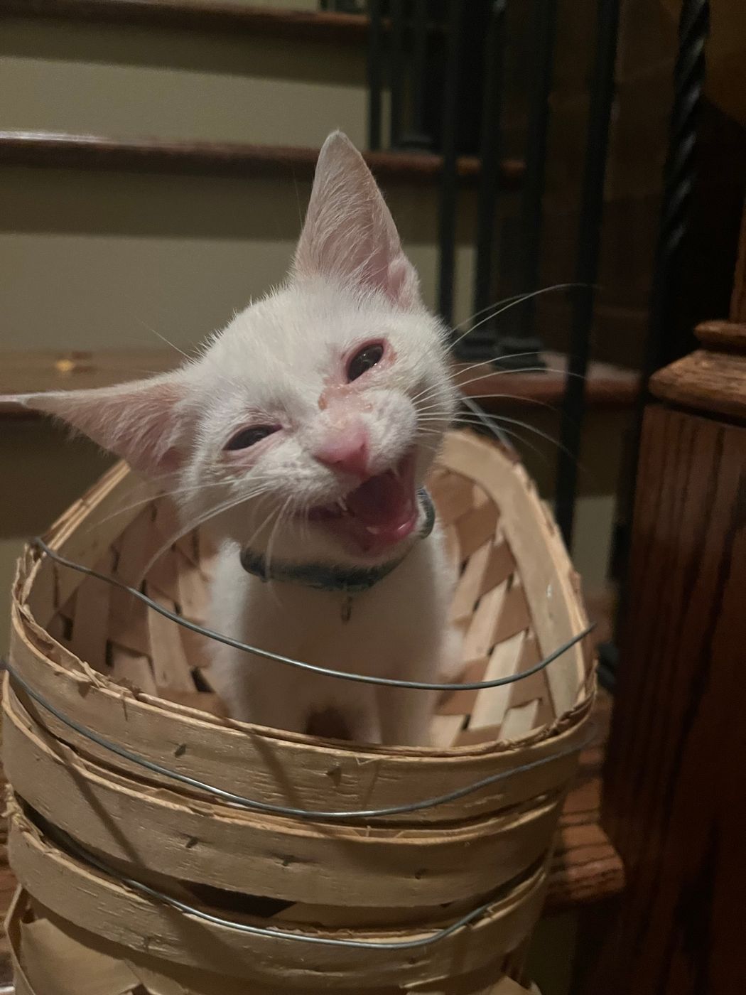 Pet photo 13