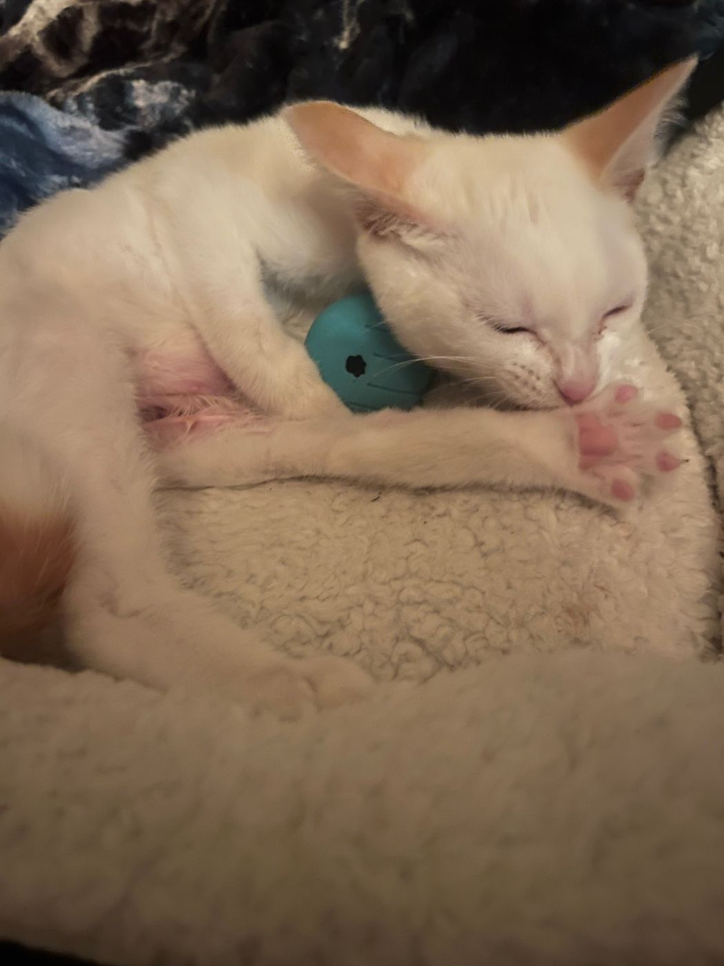 Pet photo 14