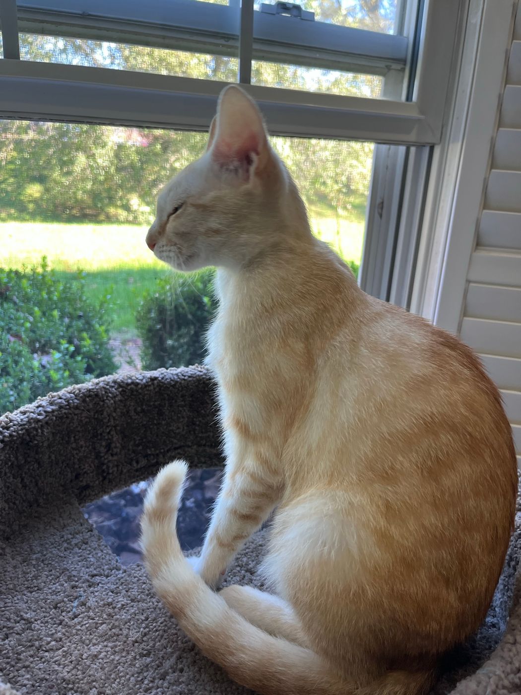 Pet photo 16