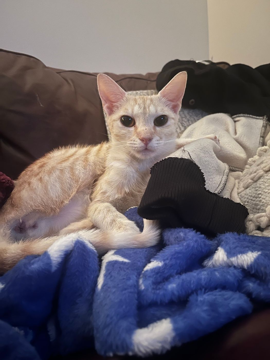 Pet photo 17