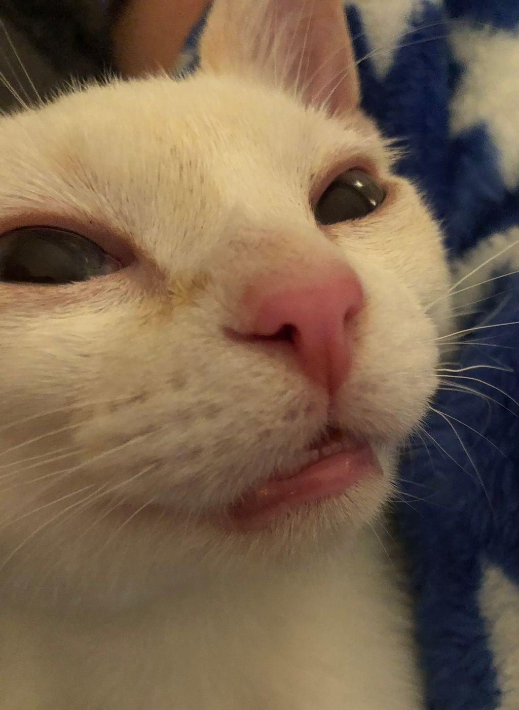 Pet photo 19