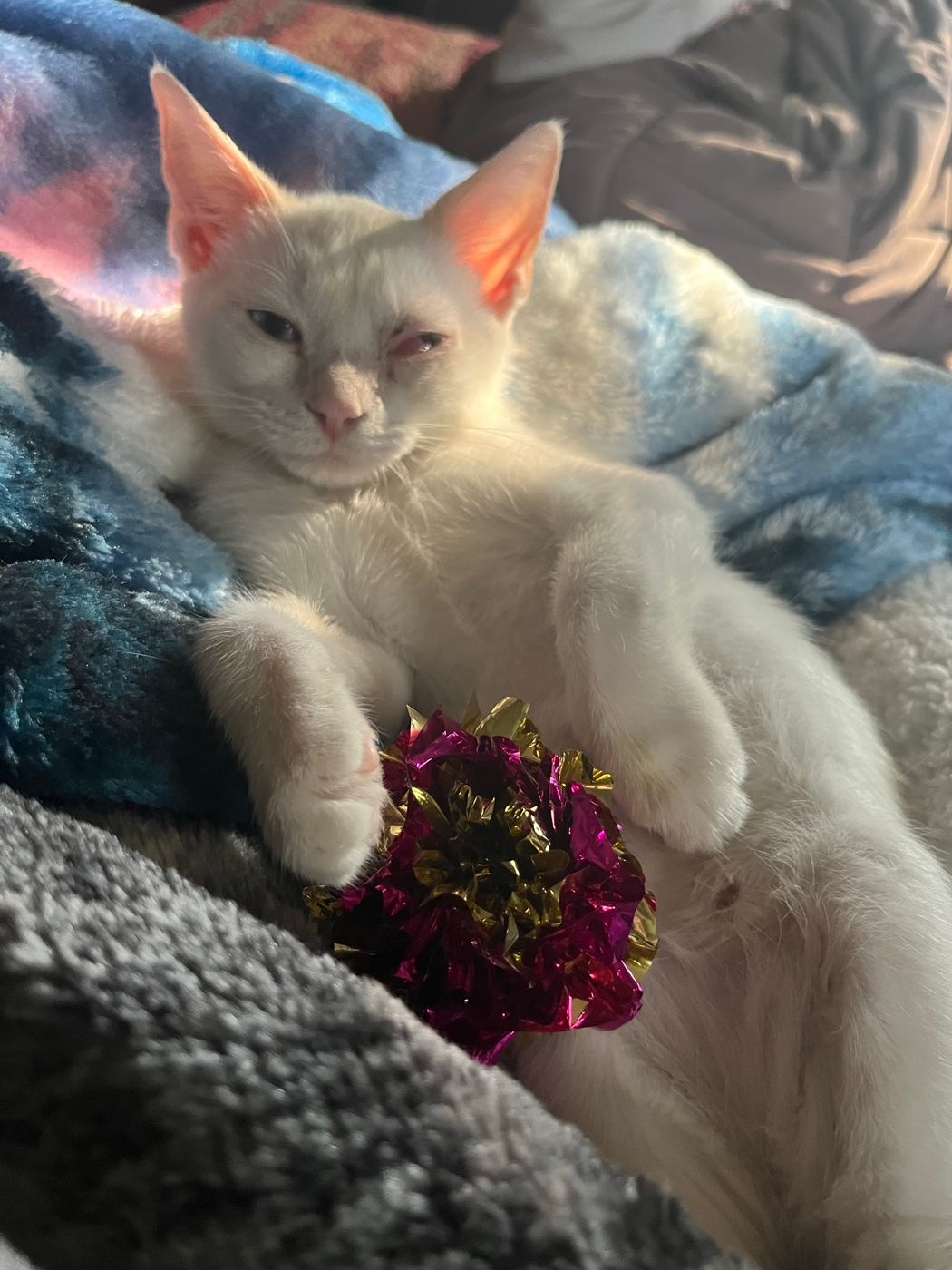 Pet photo 20