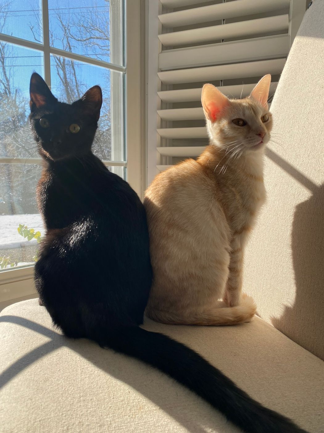 Pet photo 21