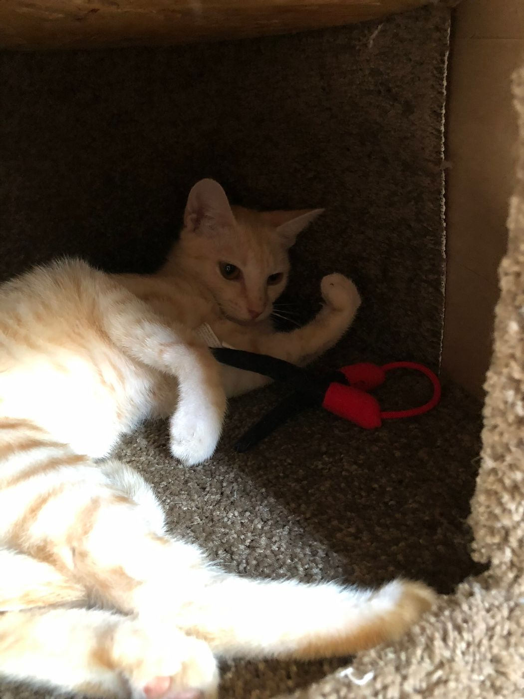 Pet photo 22