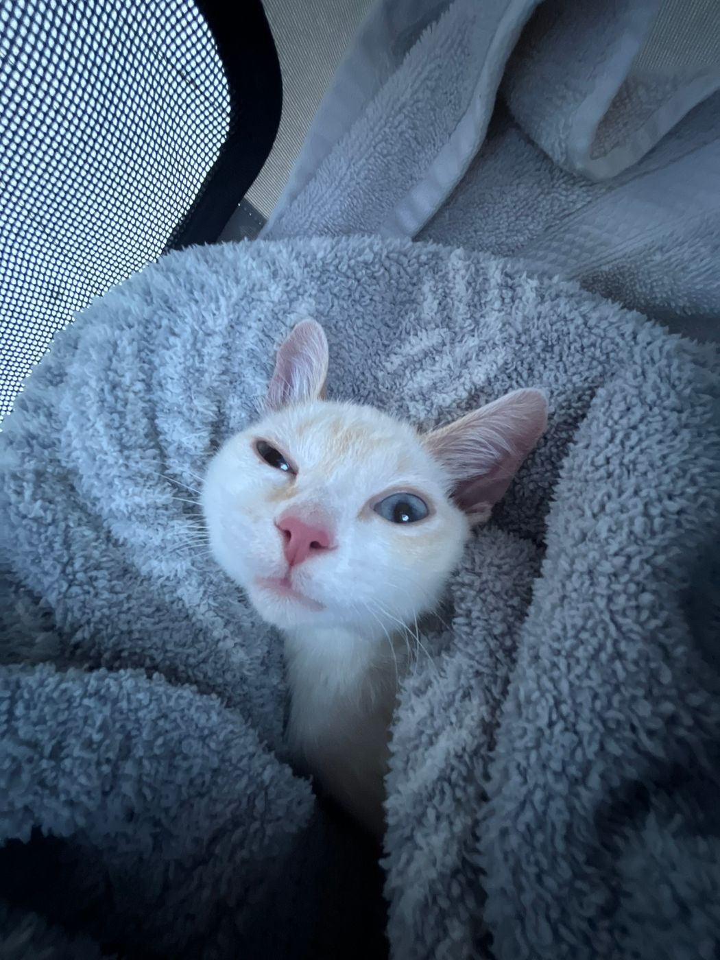 Pet photo 25
