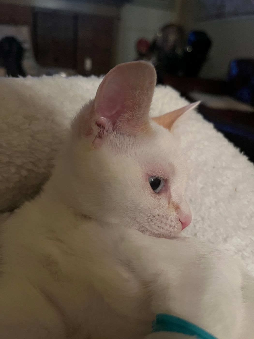 Pet photo 27