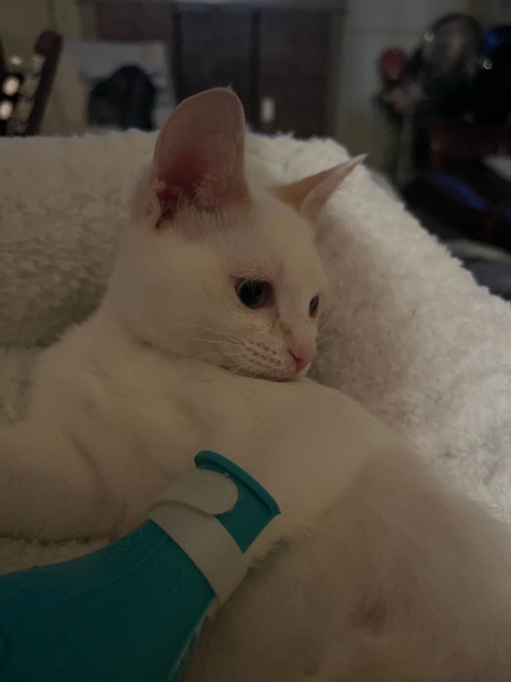 Pet photo 28
