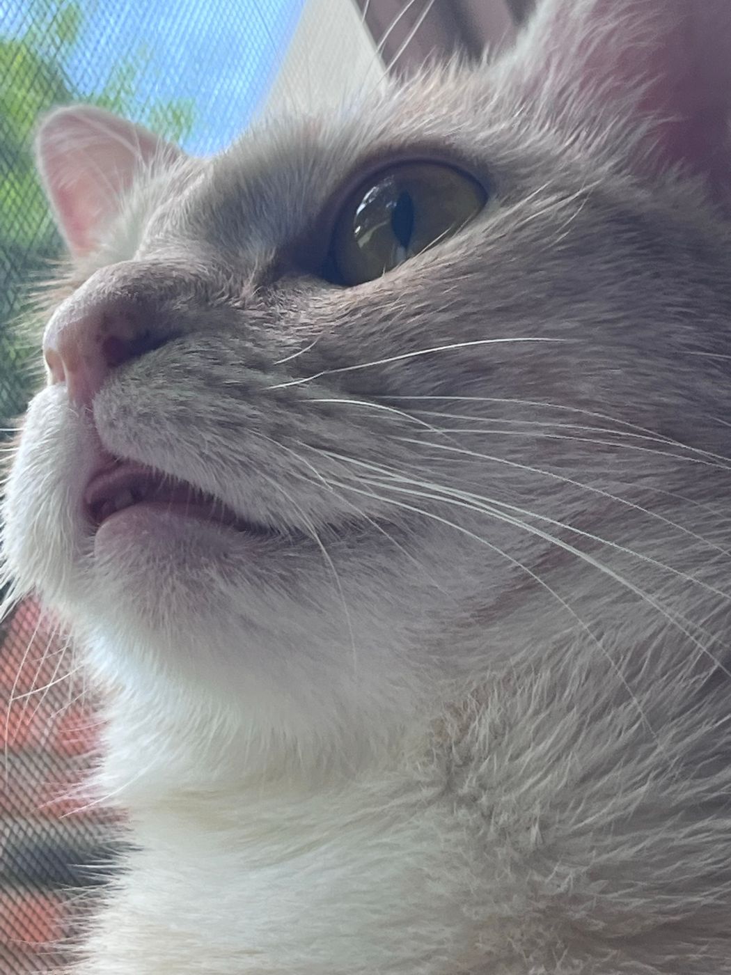 Pet photo 29