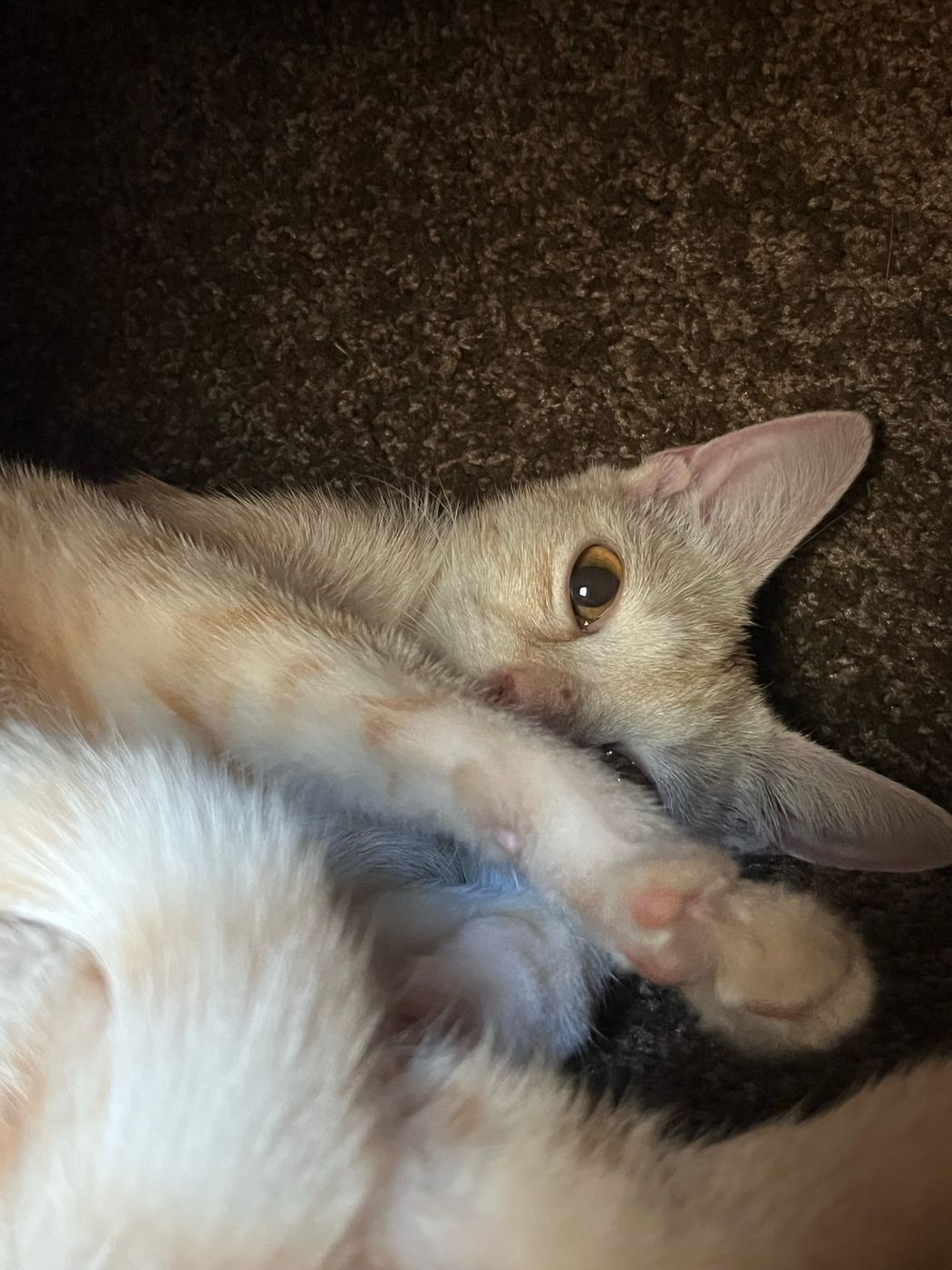Pet photo 31