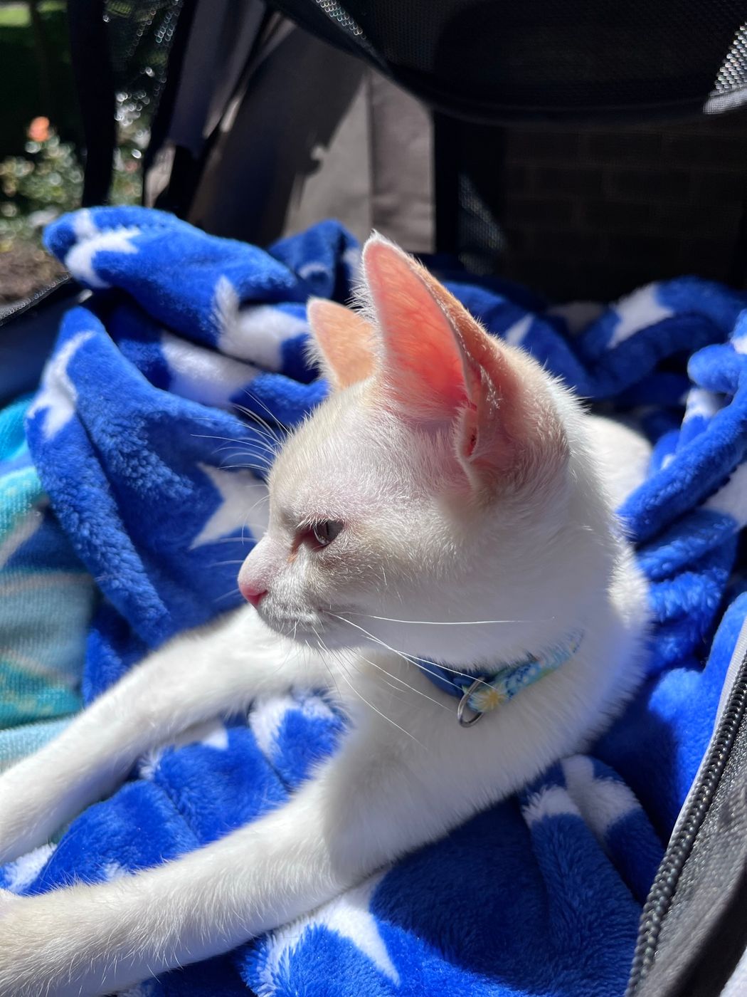 Pet photo 33