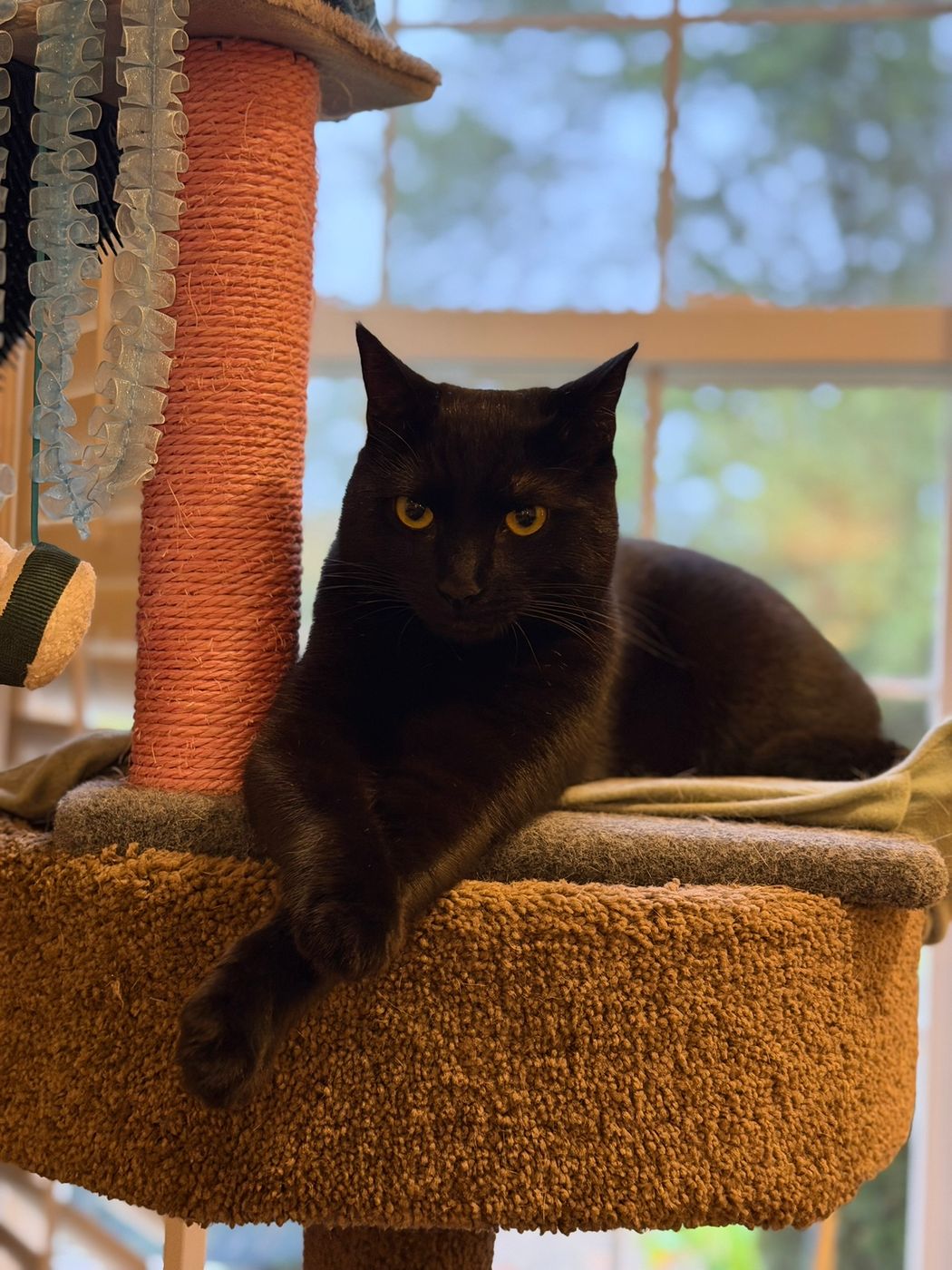 Pet photo 35