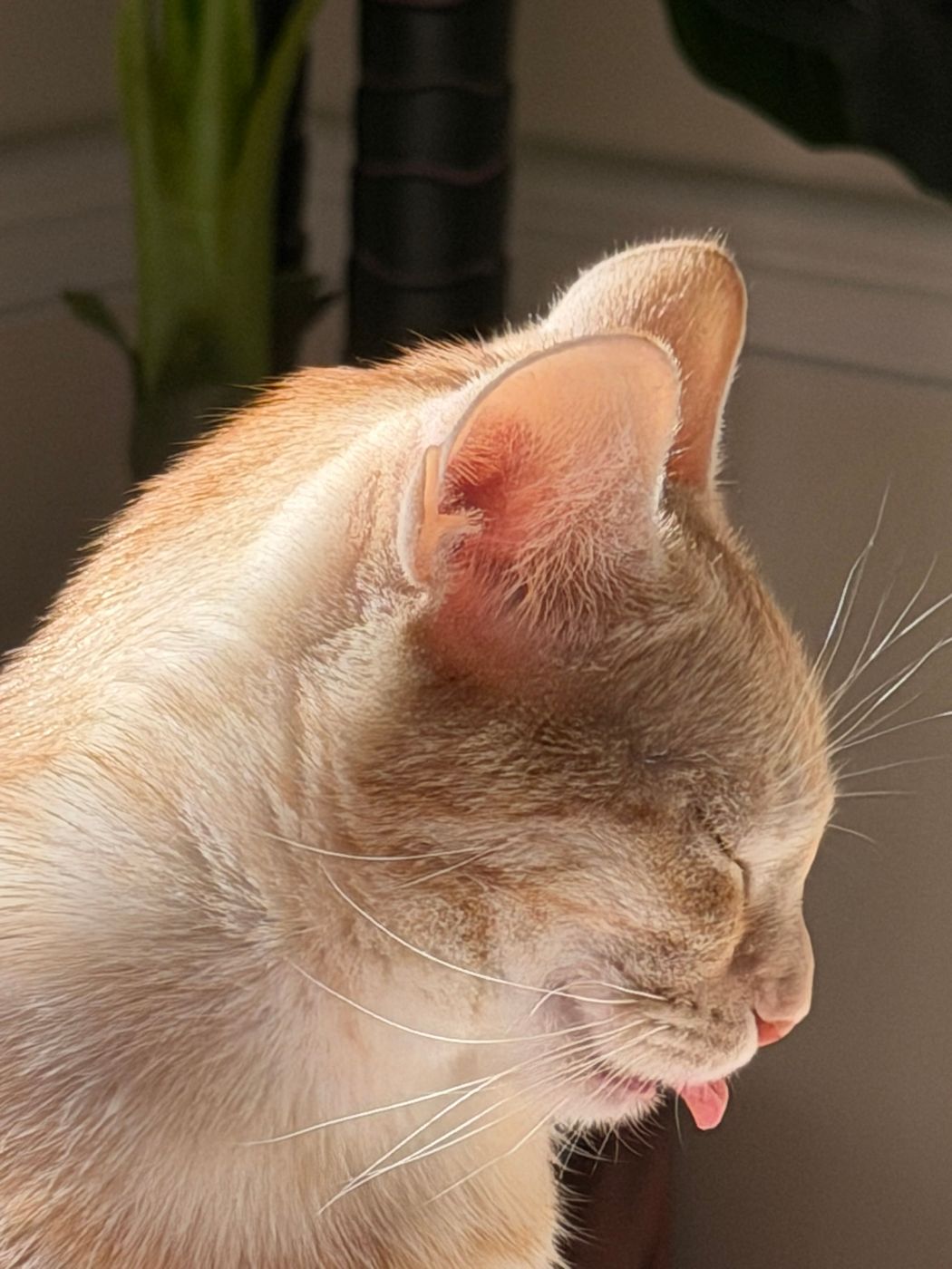 Pet photo 40