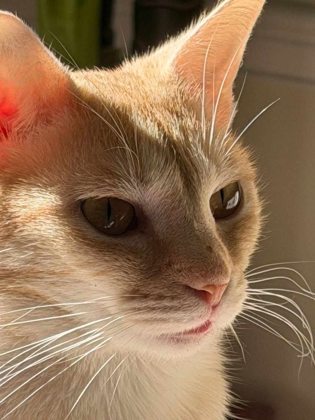 Pet photo 41