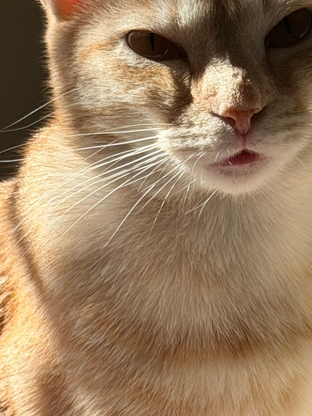Pet photo 42