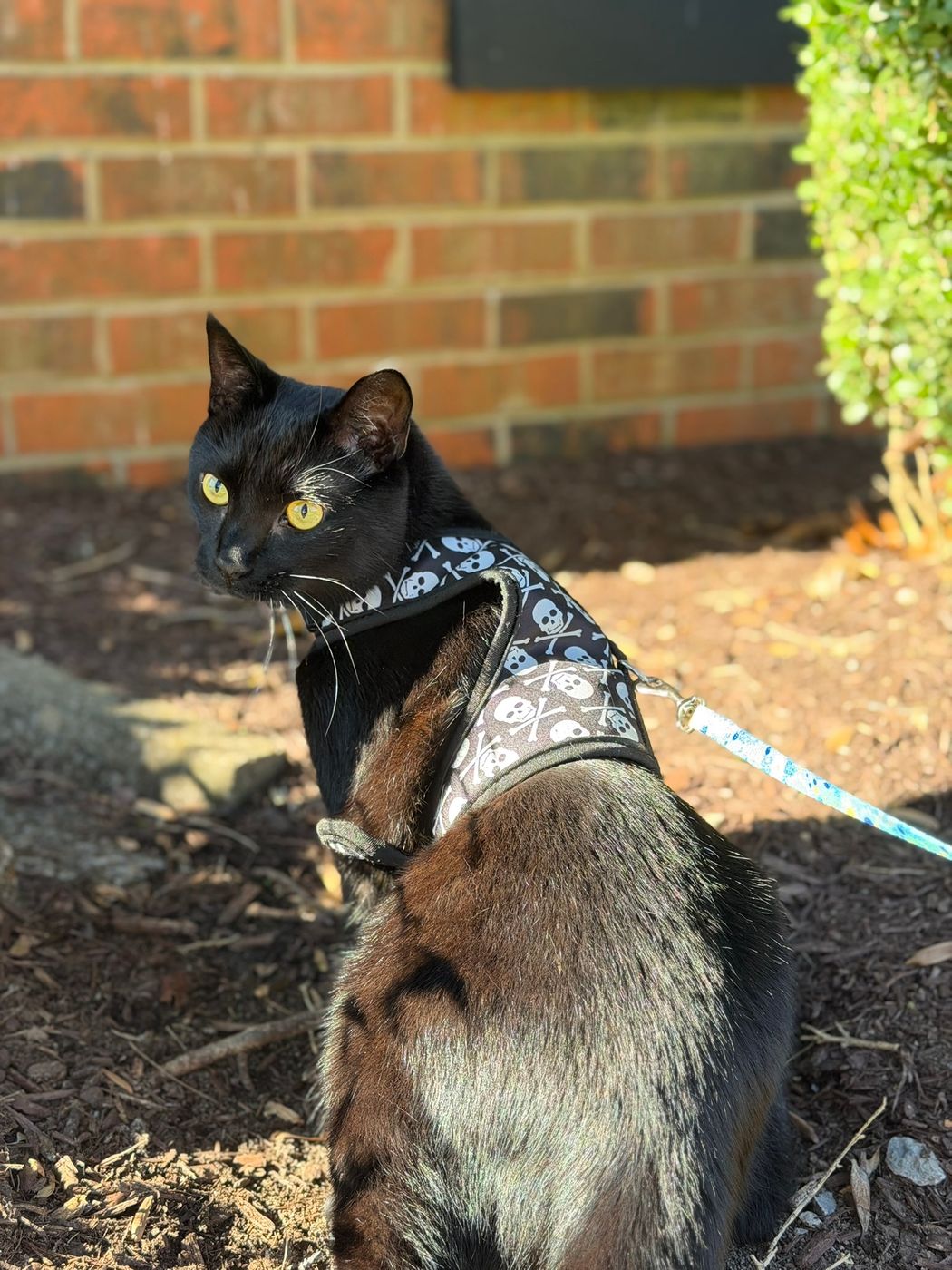 Pet photo 44