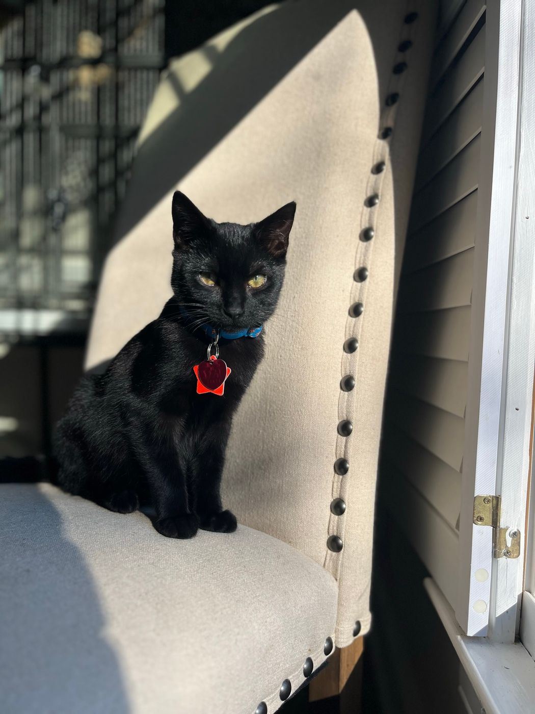 Pet photo 47
