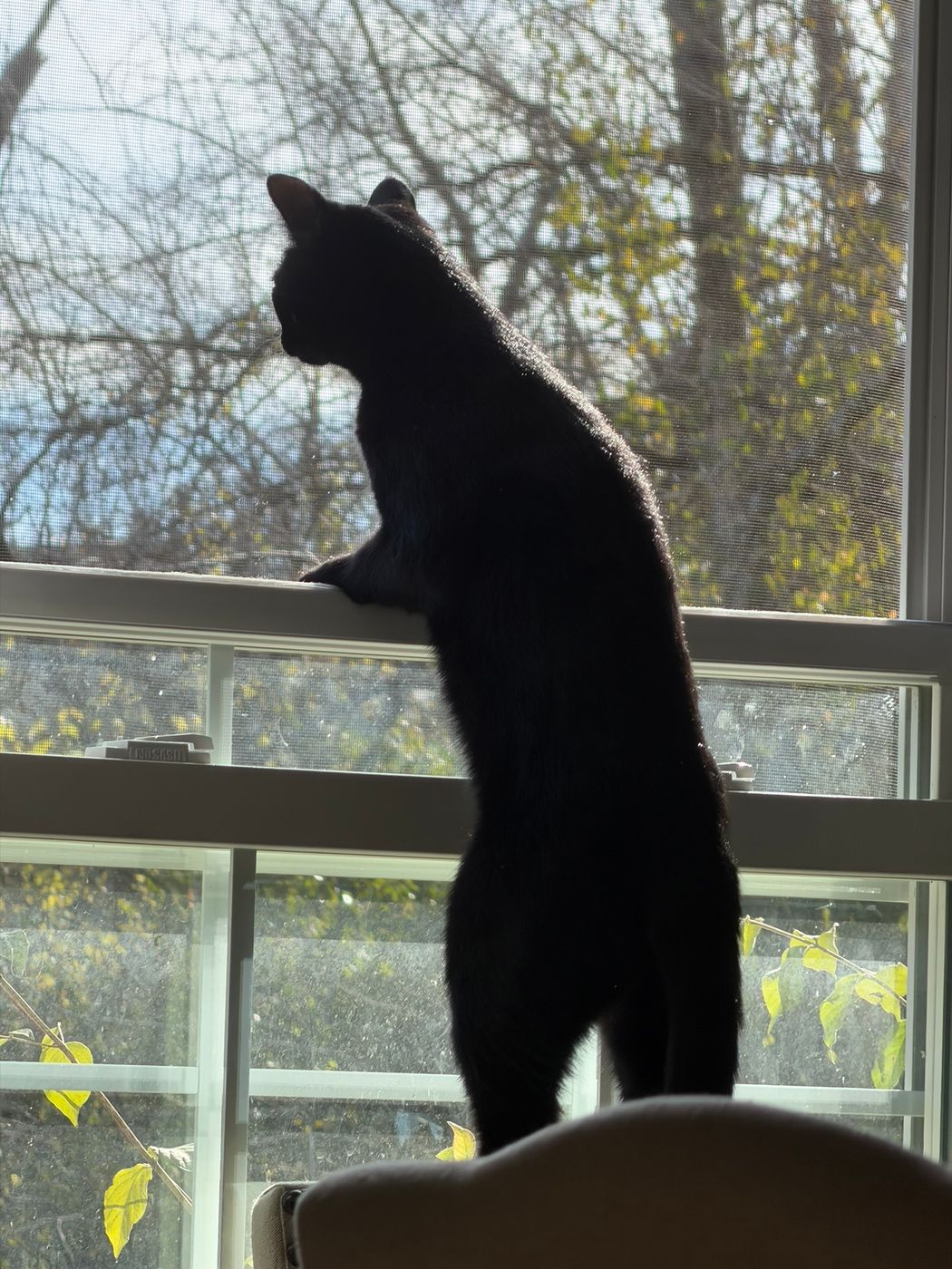 Pet photo 48