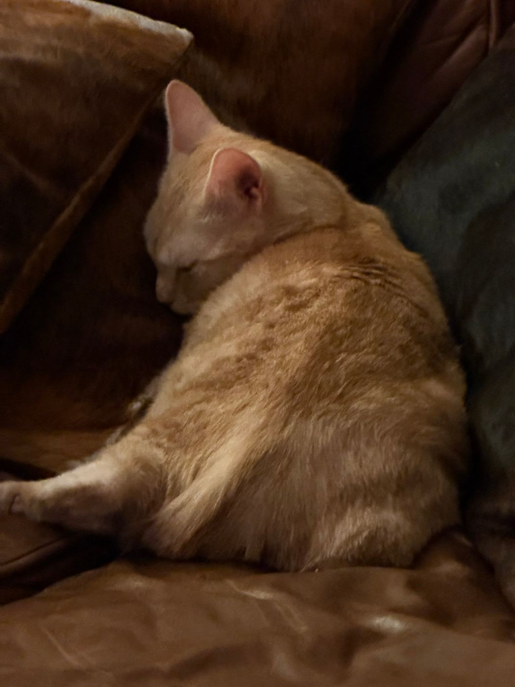 Pet photo 49