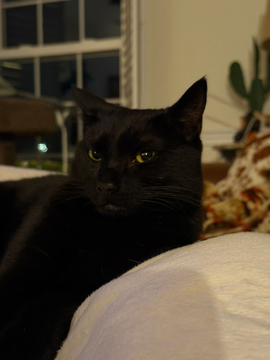 Pet photo 50