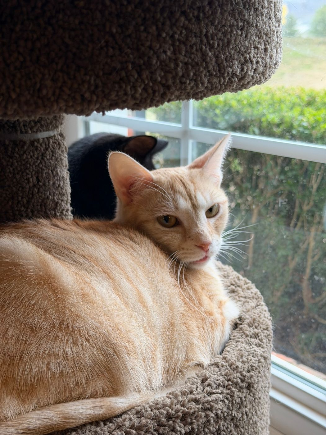 Pet photo 52