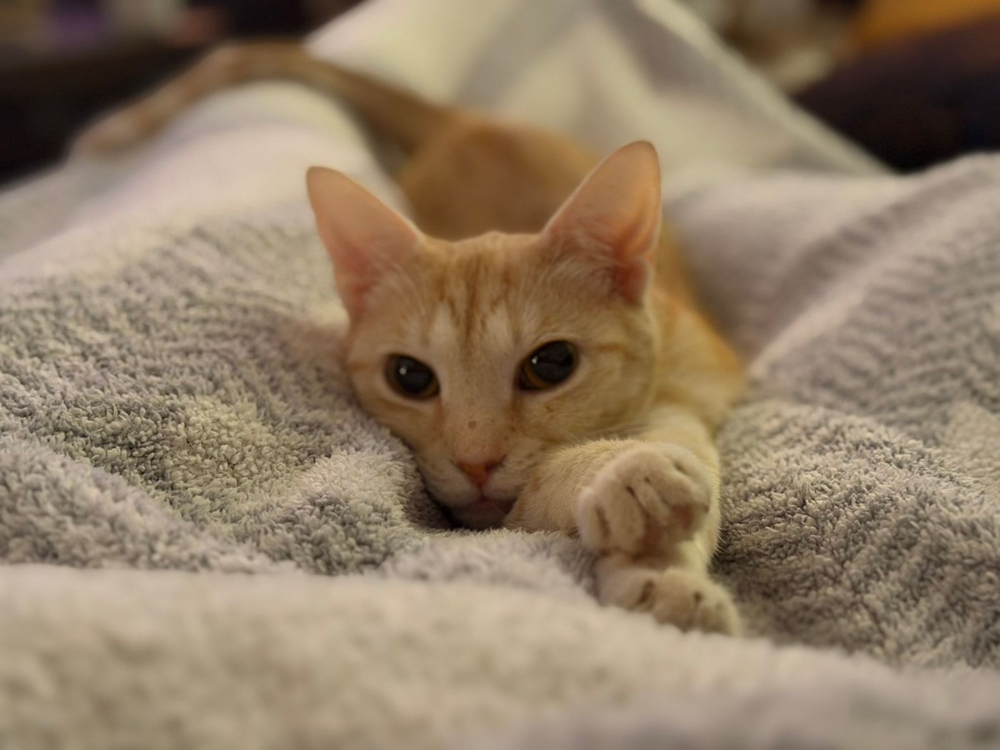 Pet photo 53
