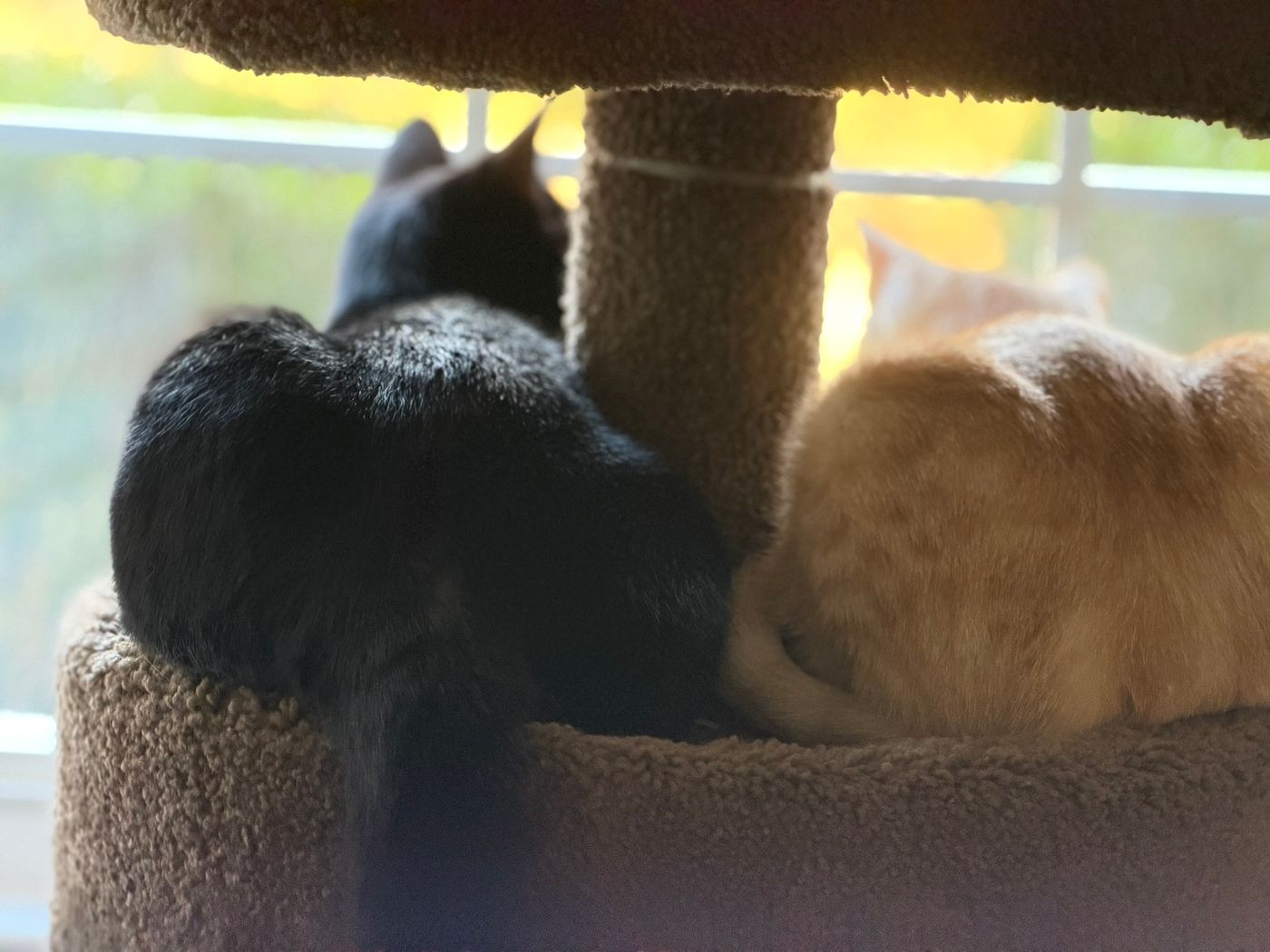 Pet photo 54