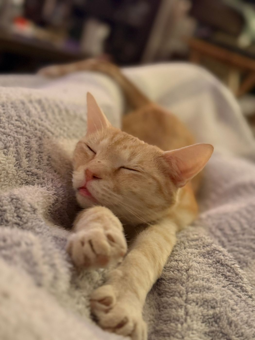 Pet photo 55