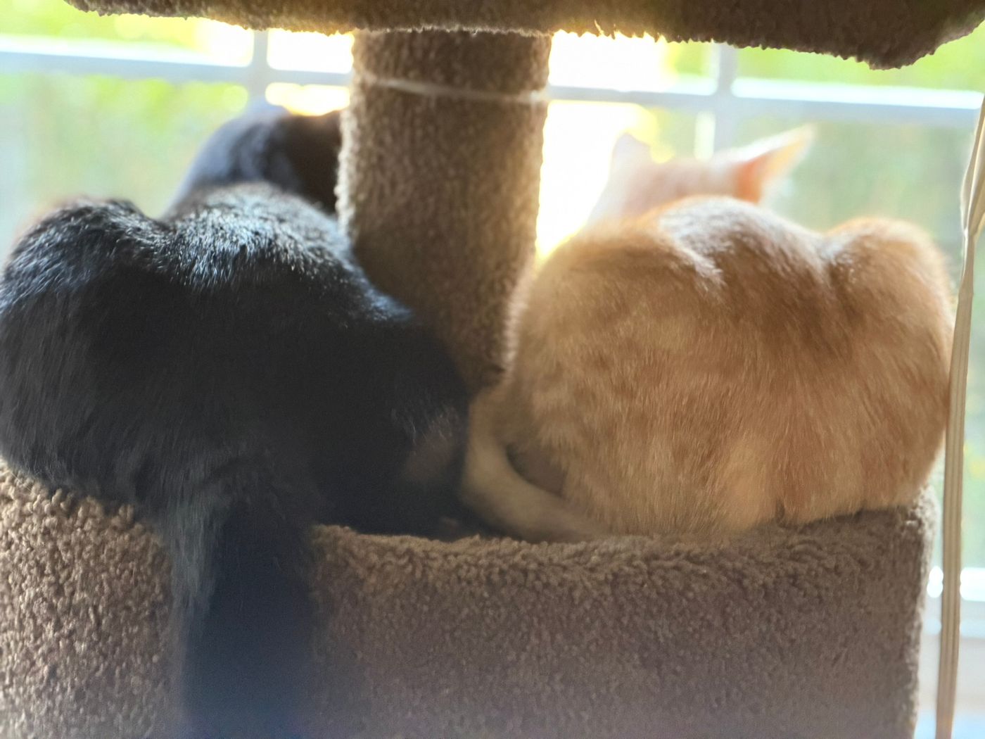 Pet photo 56