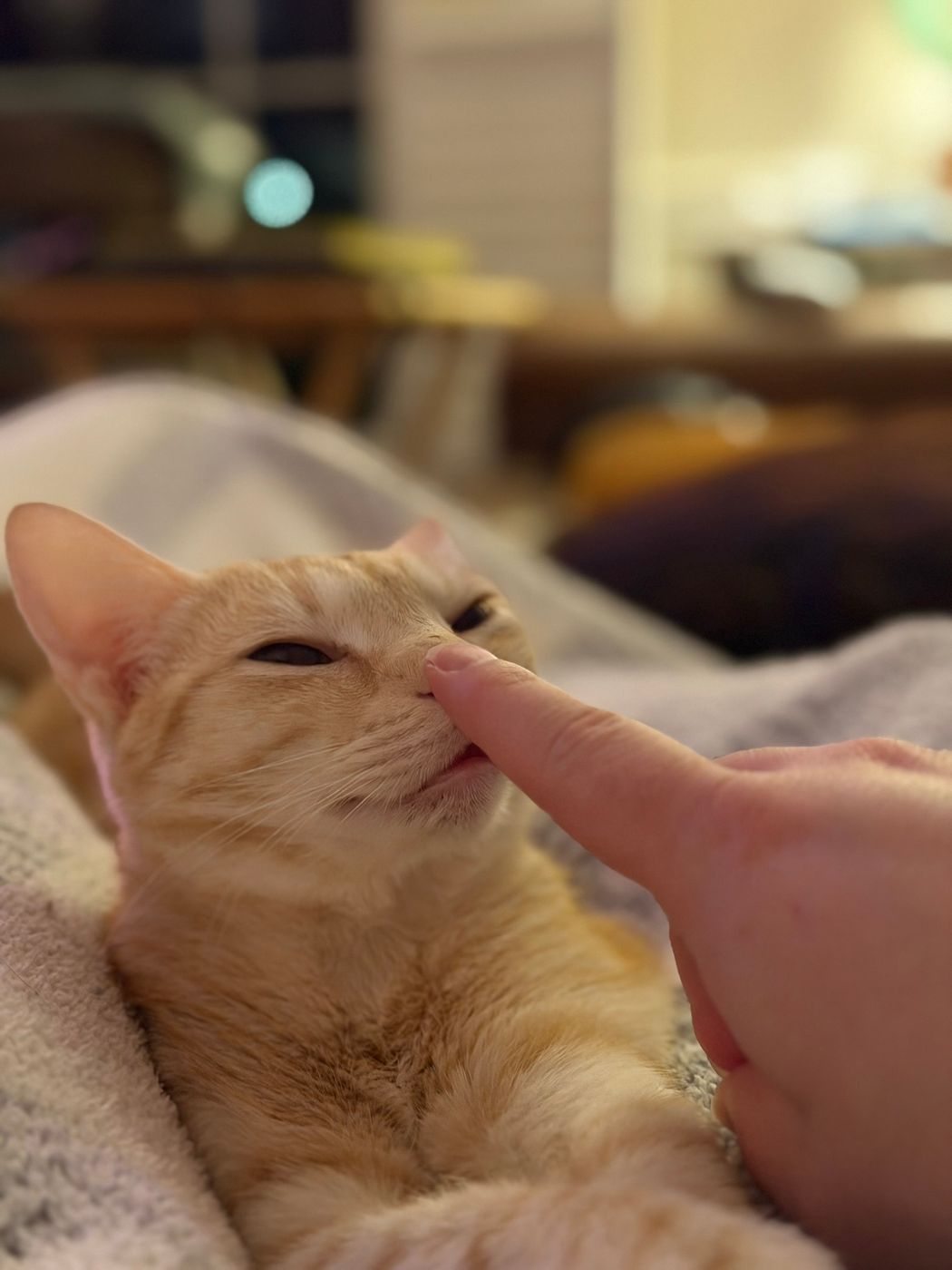 Pet photo 57