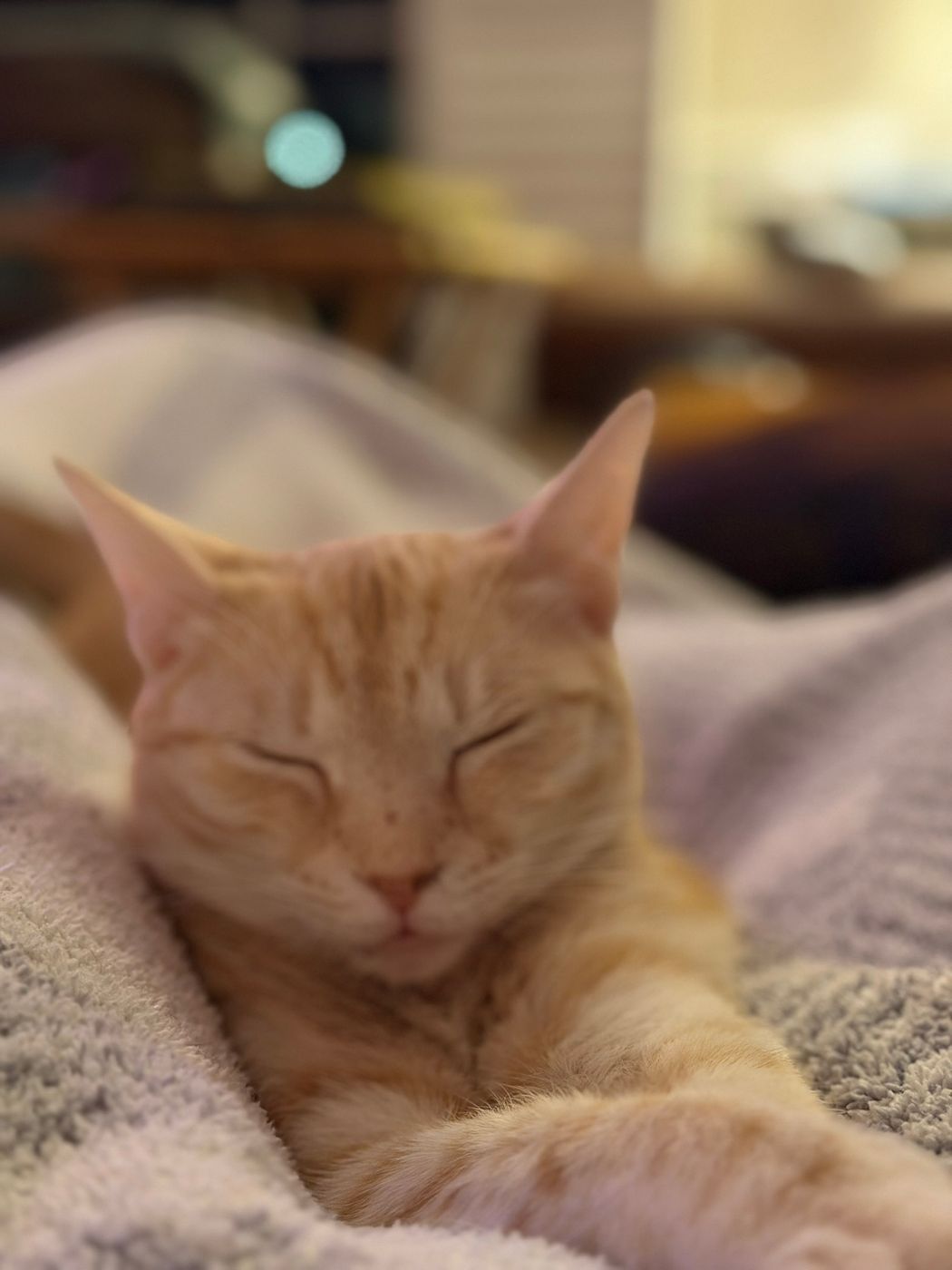 Pet photo 59