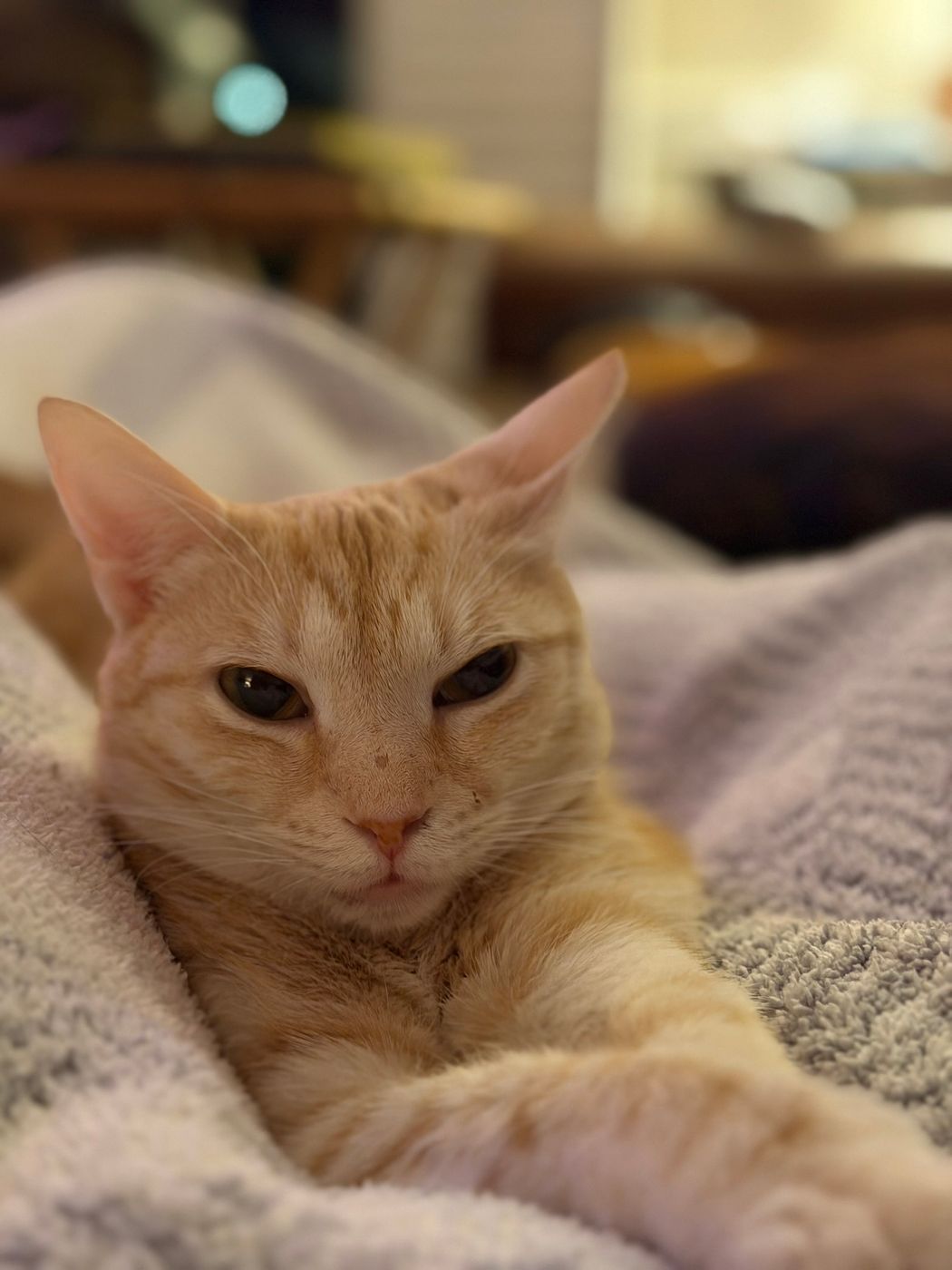 Pet photo 60