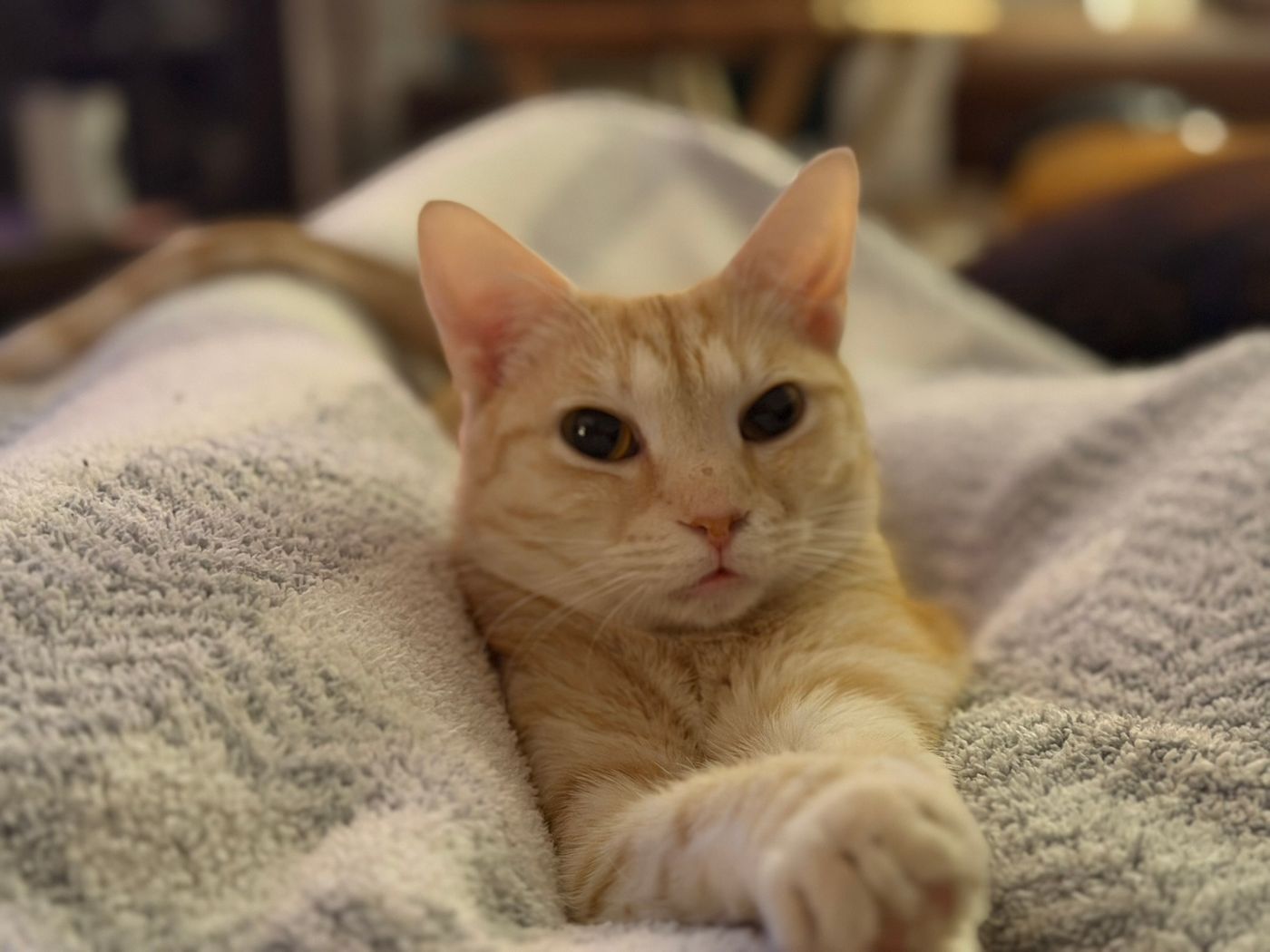 Pet photo 62