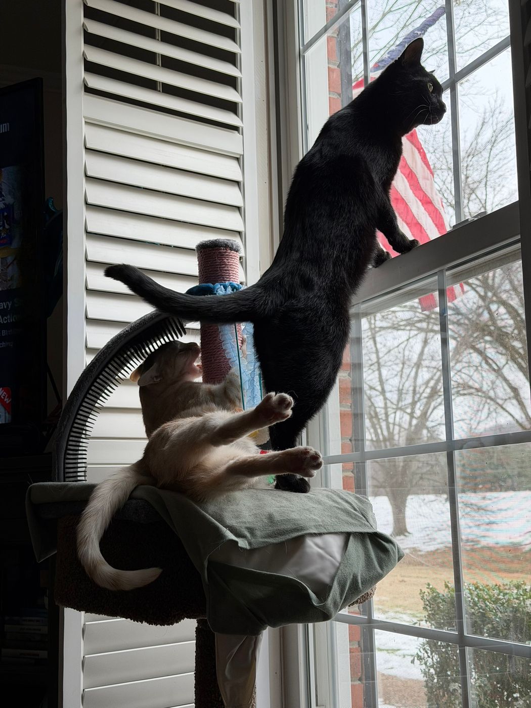 Pet photo 64