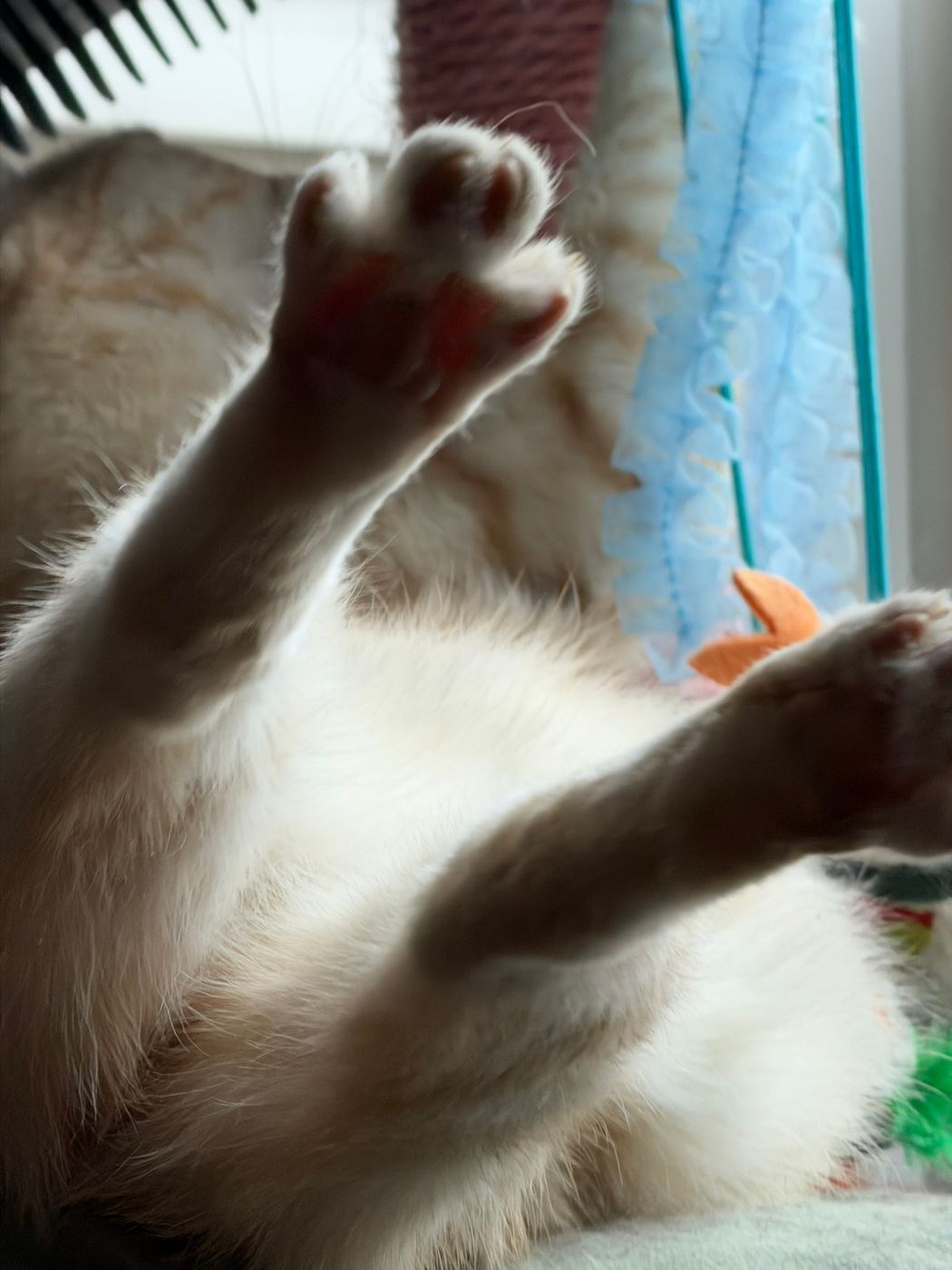 Pet photo 65