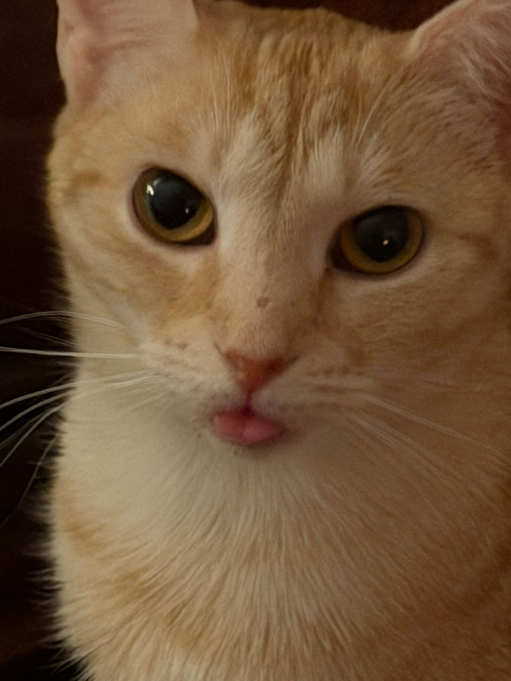 Pet photo 66