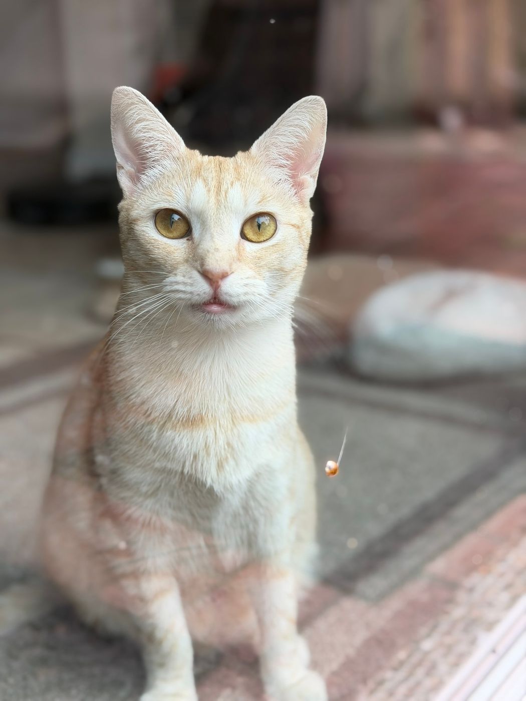 Pet photo 67