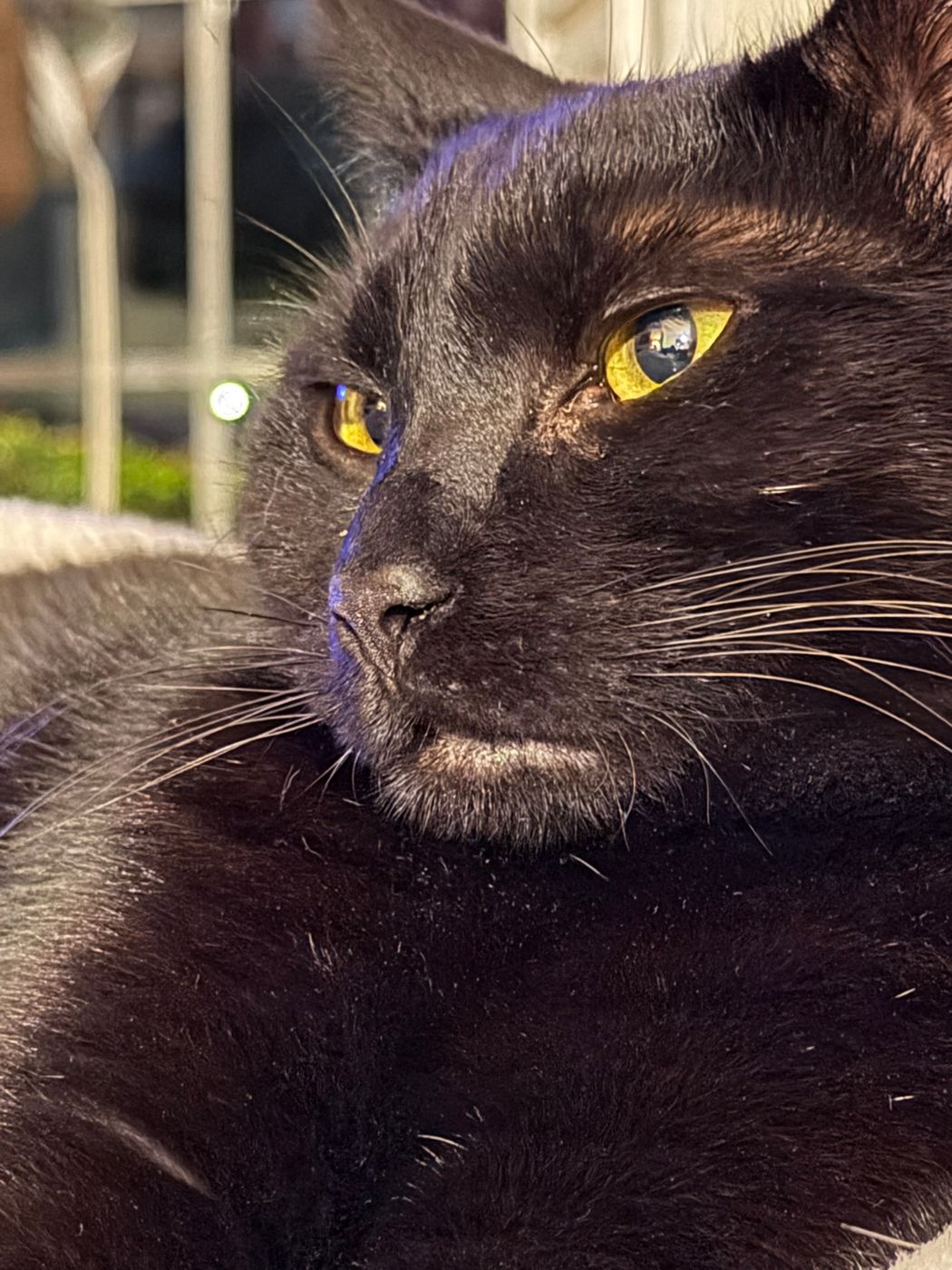 Pet photo 68