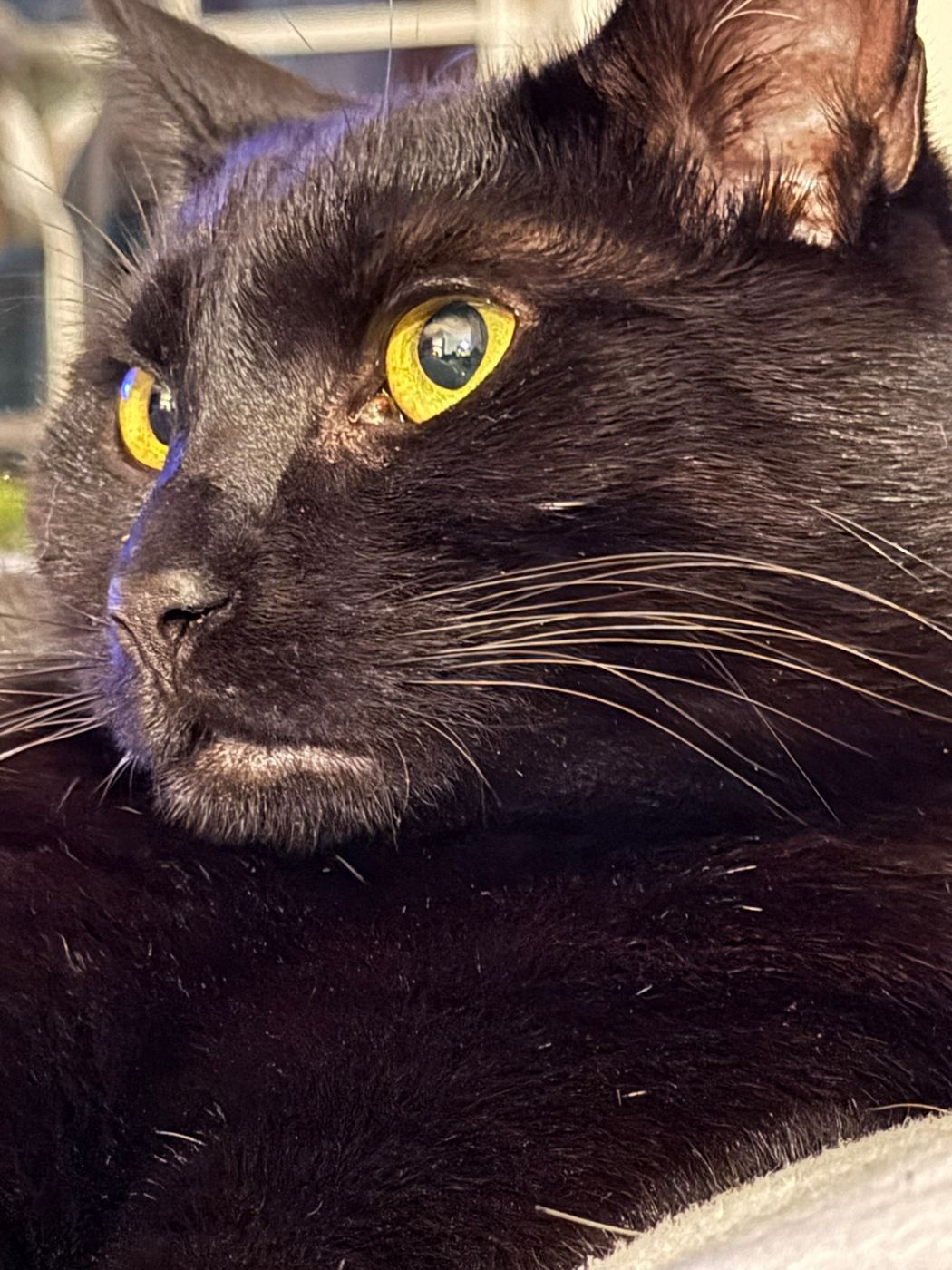 Pet photo 69