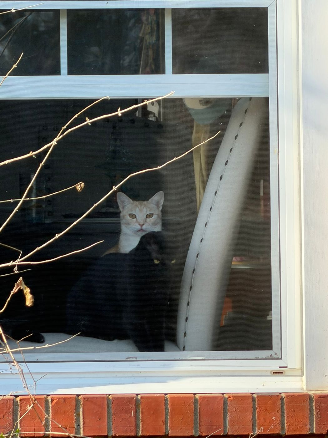 Pet photo 71