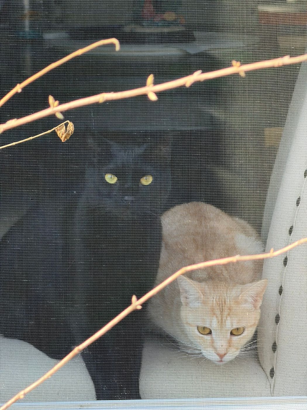 Pet photo 72