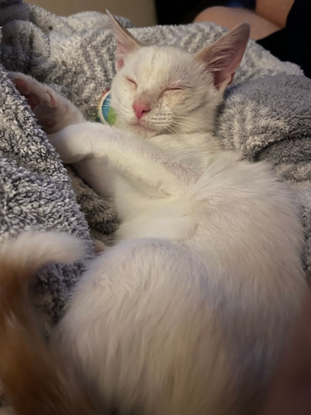 Pet photo 73