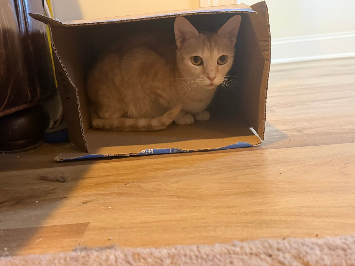 Pet photo 74